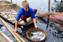 Cá chết trắng sông Châu Giang, người dân điêu đứng