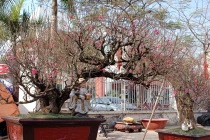 Đào thế giá “khủng” bán đầy Hà Nội