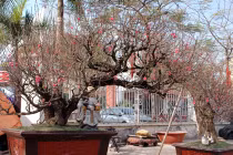 Đào thế giá “khủng” bán đầy Hà Nội