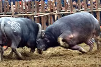 Chọi trâu nảy lửa, thắng - thua đều lên bàn xẻ thịt