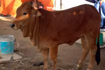 Hàng trăm con bê bị xẻ thịt phục vụ khách du xuân chợ Viềng