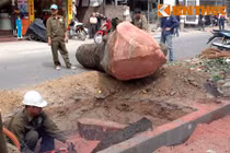 Xót xa cảnh đốn hạ hàng loạt xà cừ trên đường Nguyễn Trãi