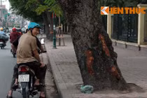 Đề nghị CA truy tìm kẻ chém cây xà cừ ở Thủ đô