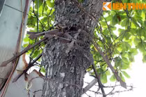 Đủ kiểu bức tử cây xanh gây nhức nhối ở Hà Nội
