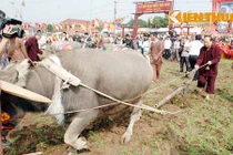 Bộ trưởng VH-TT&DL cày ruộng khai xuân lễ hội Tịch điền