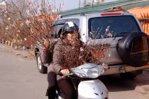 Đào rừng mang không khí Tết tưng bừng xuống Thủ đô