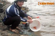 Ngán ngẩm cảnh người dân thả cá tiễn ông Táo về trời