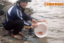 Ngán ngẩm cảnh người dân thả cá tiễn ông Táo về trời