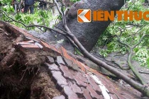 Cây cổ thụ ở Hà Nội bật gốc, ban công nhà dân đổ sập