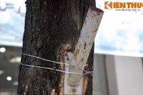 Xót xa loạt cây xanh bị bức tử vì "sáng kiến" của dân HN