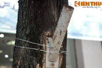 Xót xa loạt cây xanh bị bức tử vì "sáng kiến" của dân HN