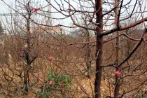 Hoa đào Nhật Tân bung vỏ trấu, đón chào xuân mới