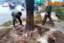 Cảnh đốn hạ hàng loạt cây xanh trên đường đẹp nhất HN