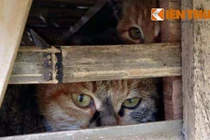 Bắt giữ hơn 3 tấn mèo vận chuyển từ Trung Quốc