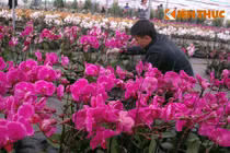 Hình ảnh chợ hoa Xuân 2015 rực rỡ ở Hà Nội