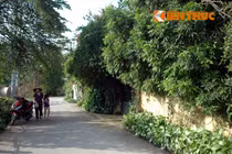 Đột nhập nhà cây kỳ dị nhất Hà Nội