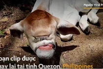 Video: Bò một mắt và không có mũi chào đời ở Philippines