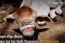 Video: Bò một mắt và không có mũi chào đời ở Philippines