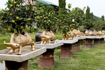 Trâu vàng chở quất trên lưng sẵn sàng đón Tết Canh Tý