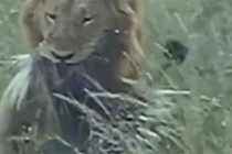 Video: Chúa sơn lâm nhịn đau săn nhím mình đầy gai 