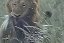 Video: Chúa sơn lâm nhịn đau săn nhím mình đầy gai 