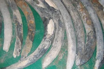 Bí ẩn 500 năm được hé lộ từ “tàu ma” chứa 40 tấn châu báu 