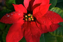 9 loại hoa đẹp nhưng cực độc, tuyệt đối không trồng trong nhà