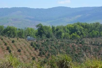 Cấp đất, giao rừng "nhầm" cho cán bộ: Có thu hồi được không?