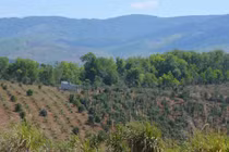 Cấp đất, giao rừng "nhầm" cho cán bộ: Có thu hồi được không?