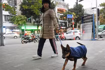 Mặc áo rét cho thú cưng trong trời lạnh 11 độ C