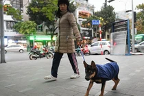 Mặc áo rét cho thú cưng trong trời lạnh 11 độ C