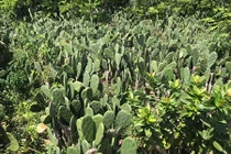 Kỳ lạ loại cây toàn gai nhưng có thể ăn