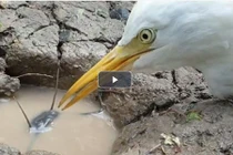 Video: con cò ngồi rình cá trê dưới hang nhiều giờ liền 