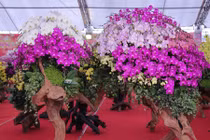 180 triệu đồng lan trồng trên gỗ lũa dịp Tết