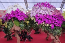 180 triệu đồng lan trồng trên gỗ lũa dịp Tết