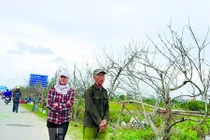 Cấm chặt đào rừng về xuôi chơi Tết: Hiểu sao cho đúng?