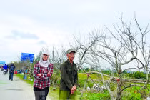 Cấm chặt đào rừng về xuôi chơi Tết: Hiểu sao cho đúng?