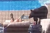 Video: chú gấu vào hồ bơi uống nước, đánh thức chủ nhà 