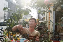 Cây hồng trà độc nhất vô nhị ở Hà Nội được rao bán với giá “rẻ giật mình”