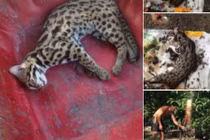 Dân quân xã giết nhiều mèo rừng quý hiếm rồi lên Facebook 'khoe' chiến tích