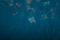 Video: Hàng nghìn con cá đuối cùng săn sinh vật phù du