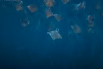 Video: Hàng nghìn con cá đuối cùng săn sinh vật phù du