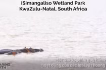 Video: Cá mập bất ngờ bỏ chạy trối chết vì hà mã 