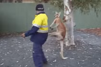 Video: Kangaroo ngứa cựa, gạ chú công nhân đánh nhau 