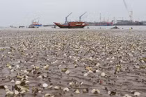 Kinh hoàng cảnh ngao chết trắng bãi nuôi nhìn như “ngày tận thế“