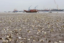 Kinh hoàng cảnh ngao chết trắng bãi nuôi nhìn như “ngày tận thế“