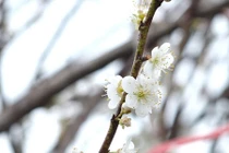 Hoa mơ rừng trắng muốt, hàng lạ hút khách chơi Tết 