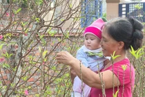 Độc đáo loại “cây gọi Tết” giúp cả làng ấm no