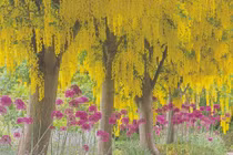 Loại cây cảnh tài lộc, trồng trong sân, gia đình thịnh vượng