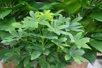 Trồng cây trước nhà: 6 loại mang xui xẻo, 3 loại mang bình an